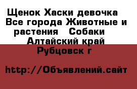 Щенок Хаски девочка - Все города Животные и растения » Собаки   . Алтайский край,Рубцовск г.